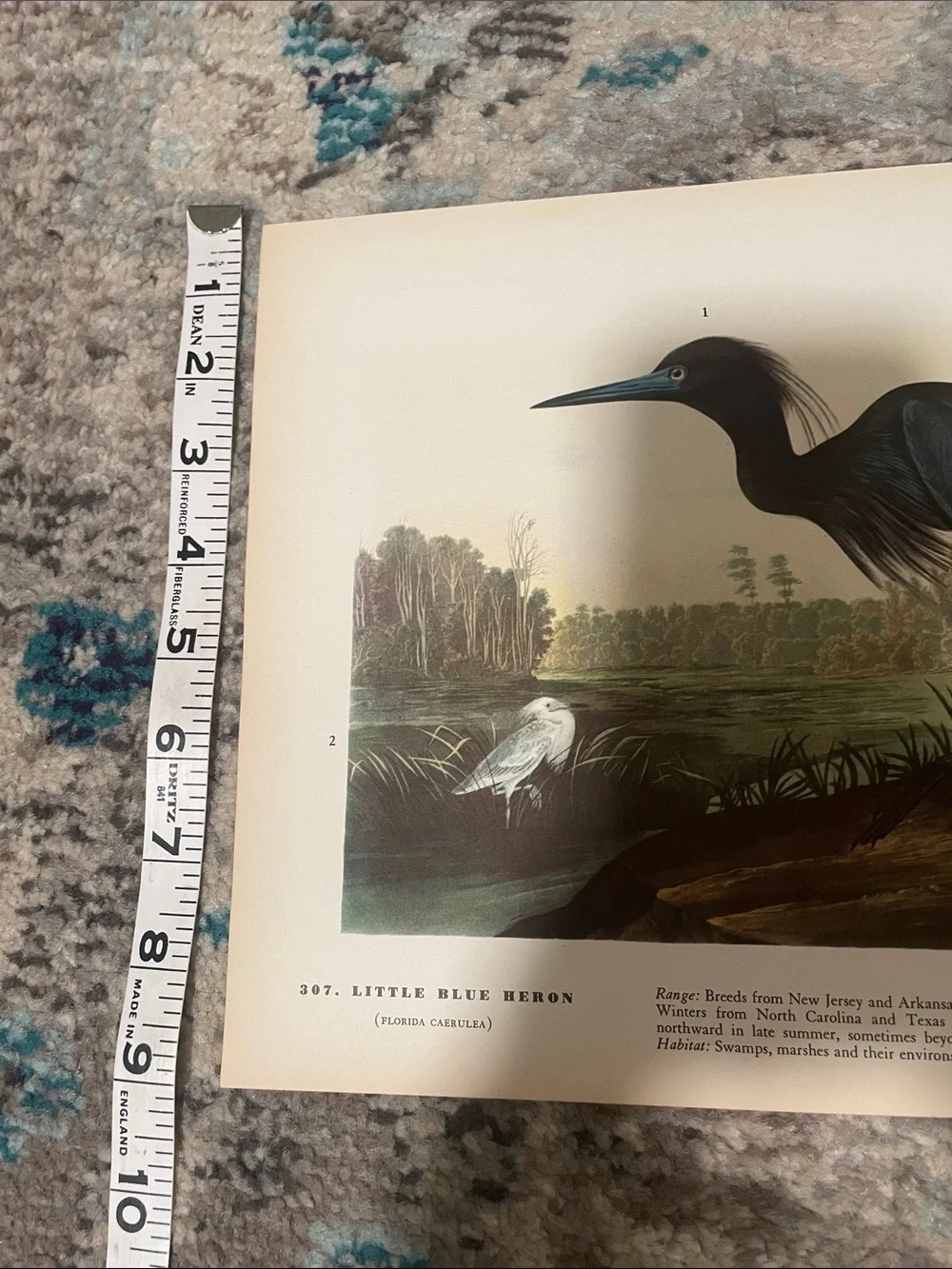 🖤5/$25 Vintage bird print Wall Decor